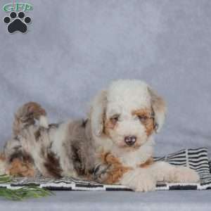 Lucy, Miniature Poodle Puppy